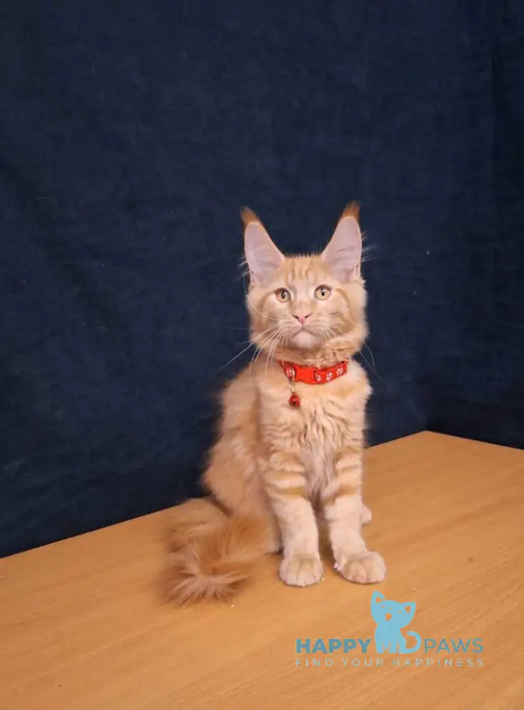 Amelia Maine Coon female red tabby - live animals