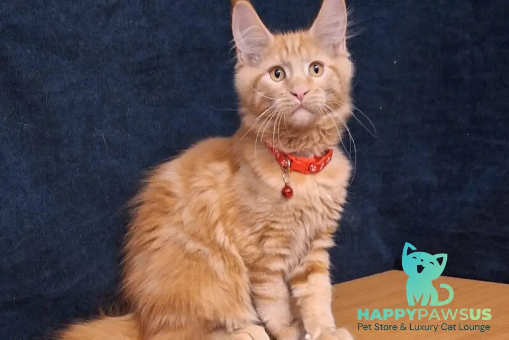 Amelia Maine Coon female red tabby - live animals