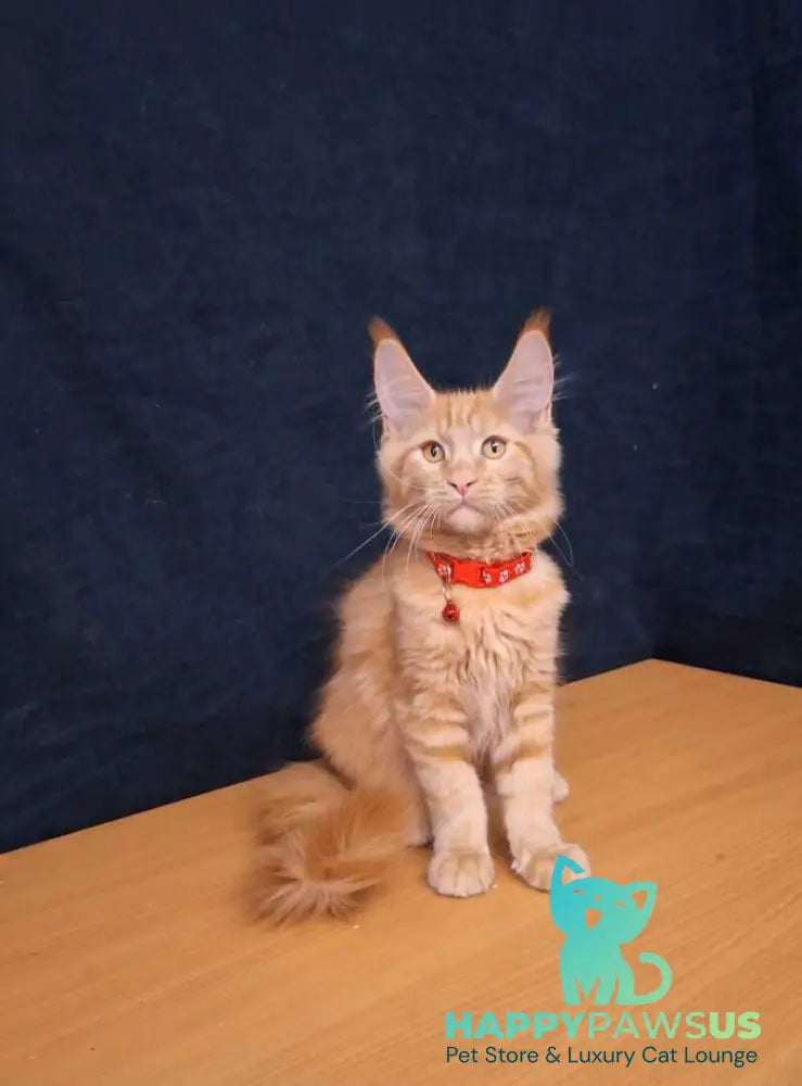 Amelia Maine Coon female red tabby - live animals