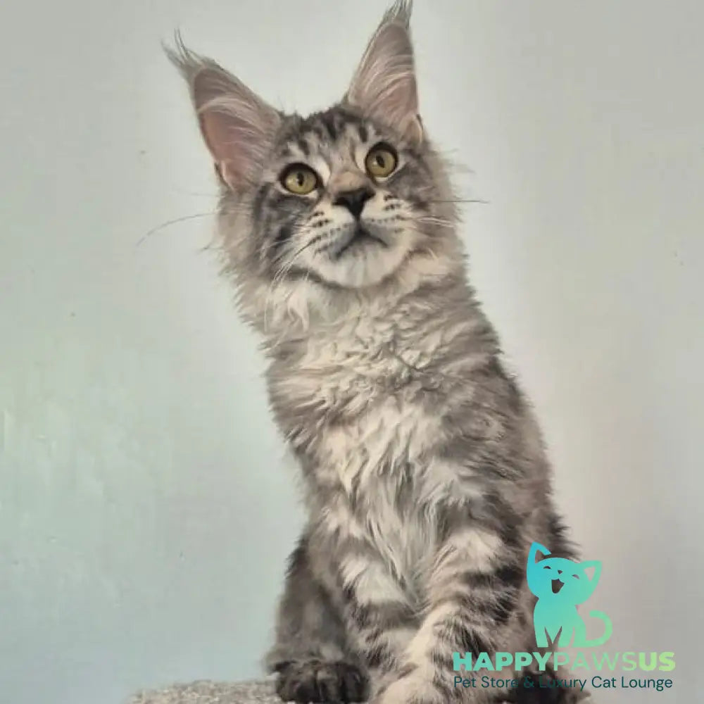 Amelia Maine Coon polydactyl 6x6x6x6 female black silver tabby - live animals