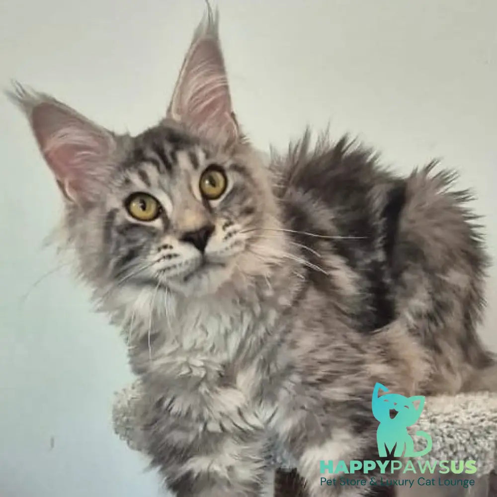 Amelia Maine Coon polydactyl 6x6x6x6 female black silver tabby - live animals