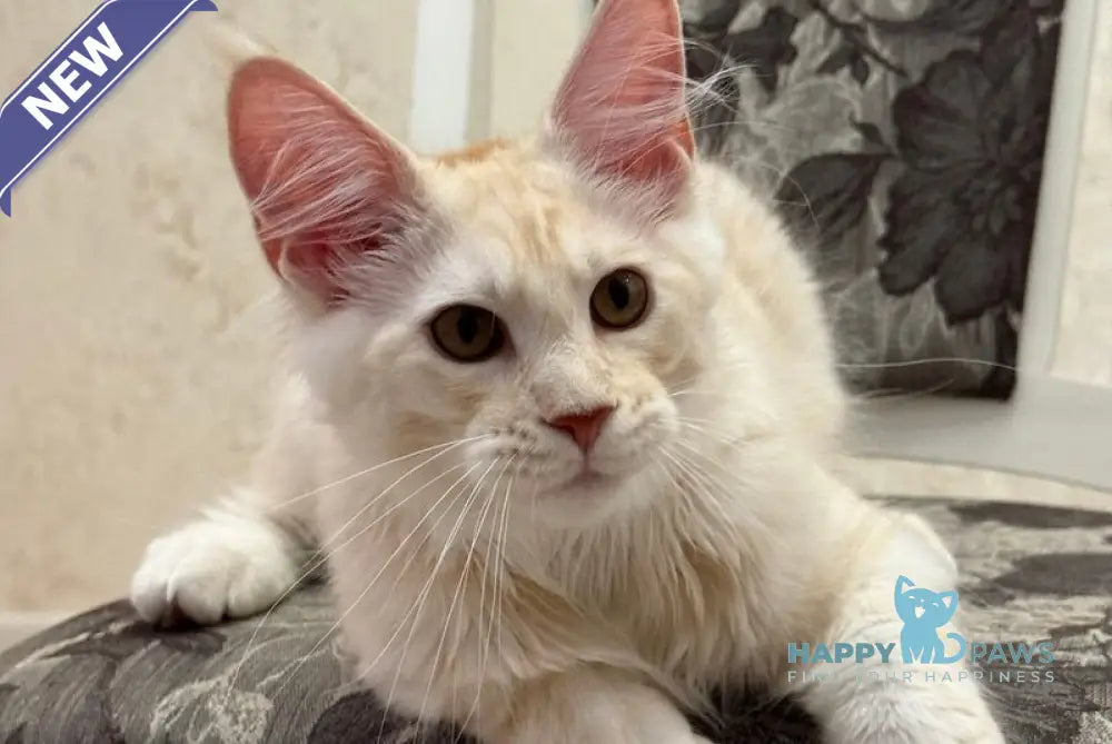 Ameron Maine Coon male red silver live animals