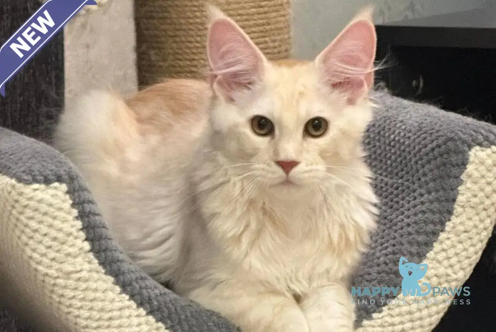 Ameron Maine Coon male red silver live animals