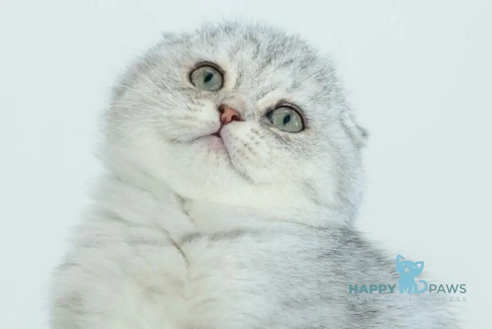 Ametta Scottish Fold female blue silver shaded live animals