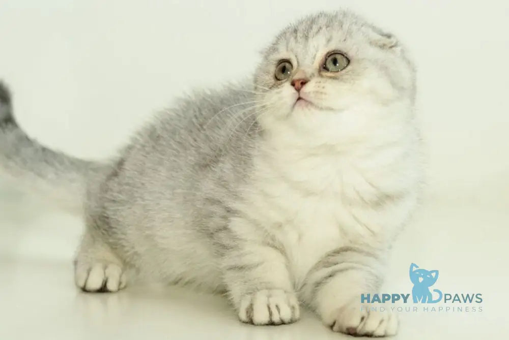 Ametta Scottish Fold female blue silver shaded live animals