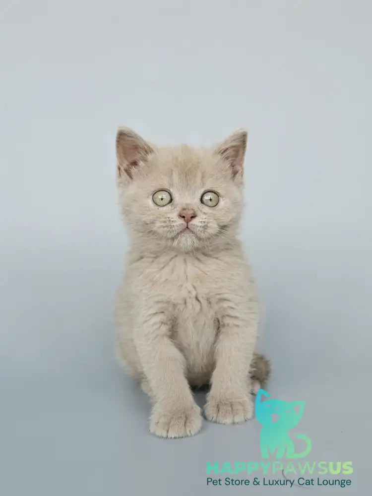 Ami British Shorthair female fawn - live animals