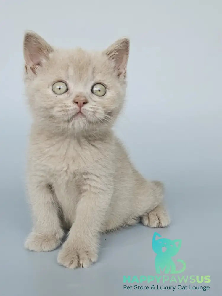 Ami British Shorthair female fawn - live animals