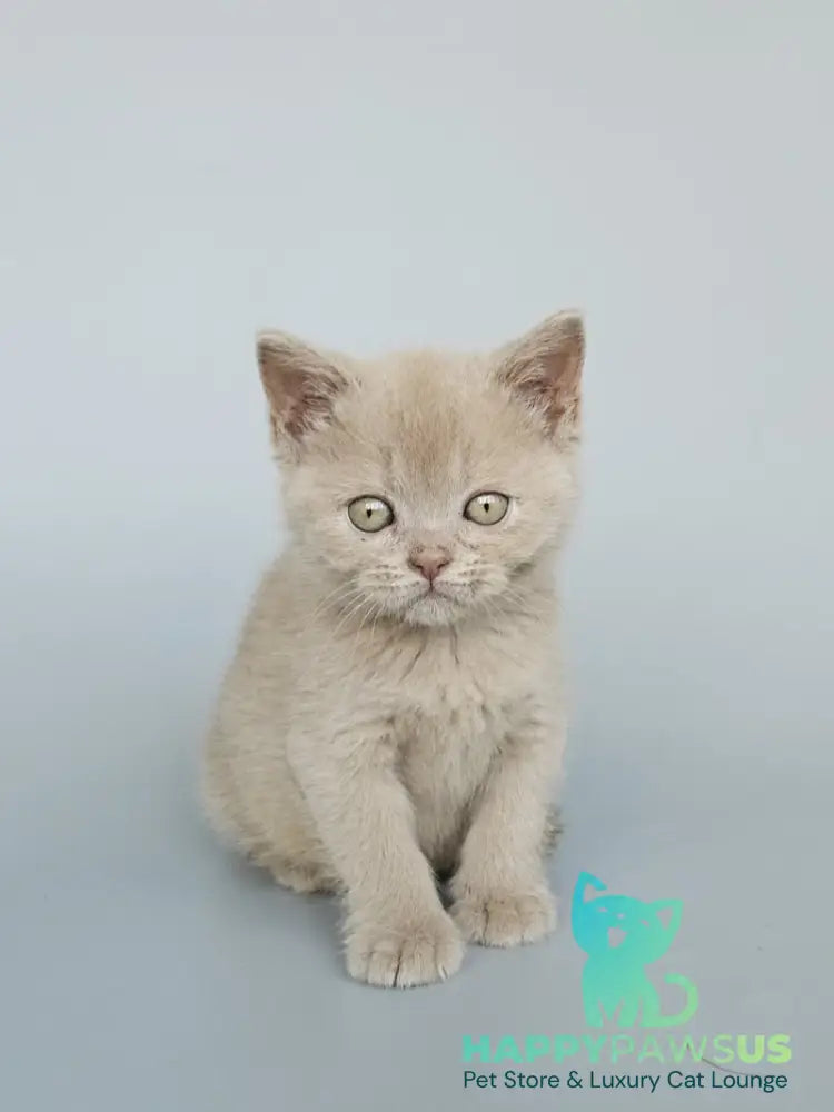 Ami British Shorthair female fawn - live animals