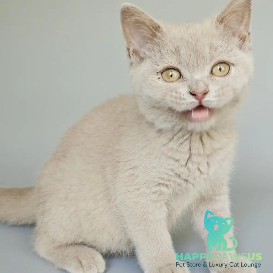 Ami British Shorthair female fawn - live animals