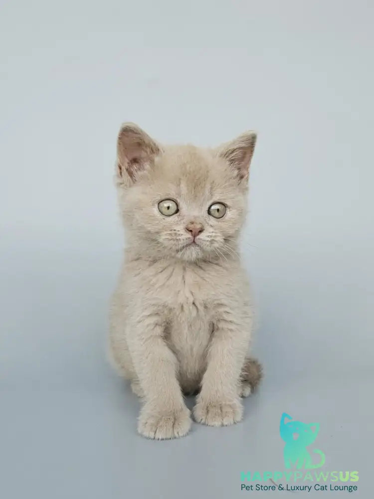 Ami British Shorthair female fawn - live animals