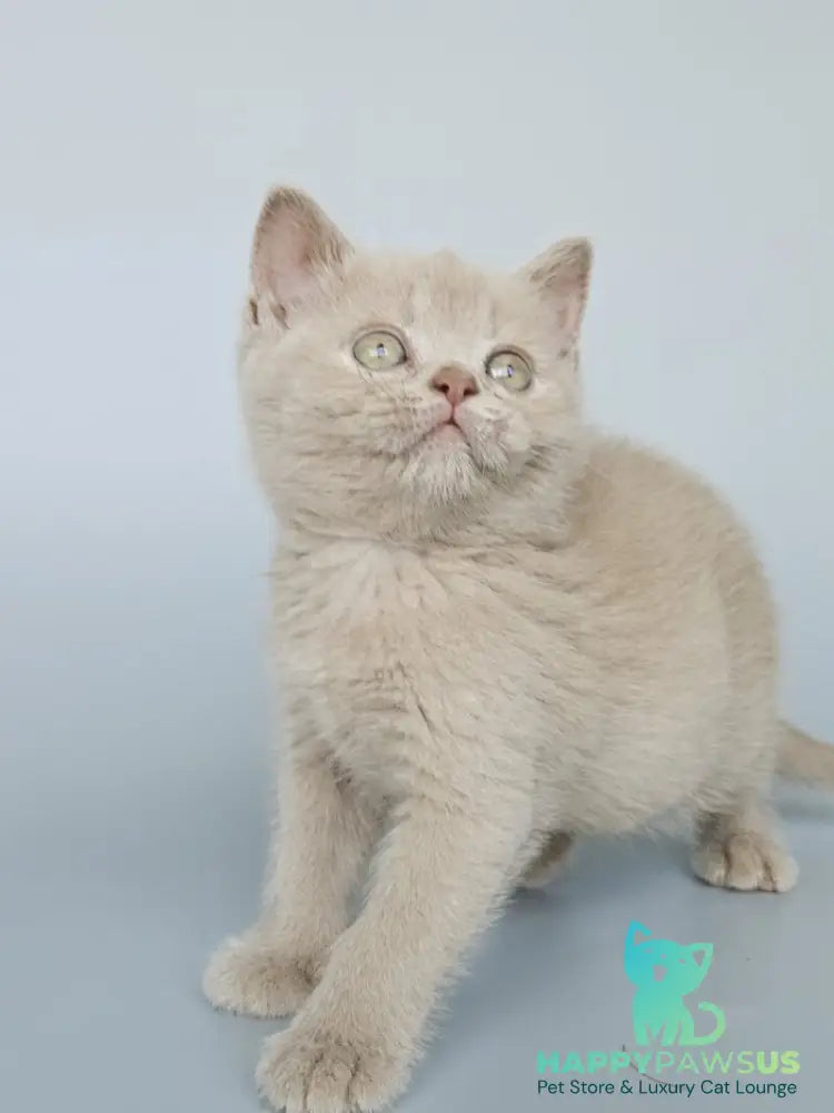 Ami British Shorthair female fawn - live animals