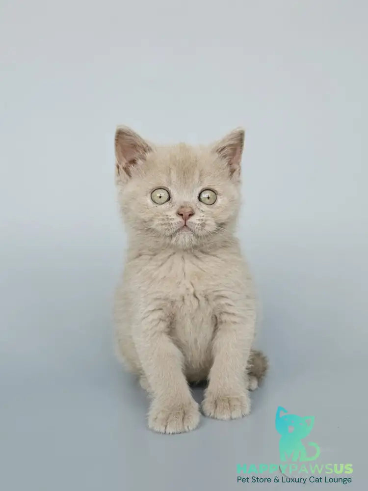 Ami British Shorthair female fawn - live animals