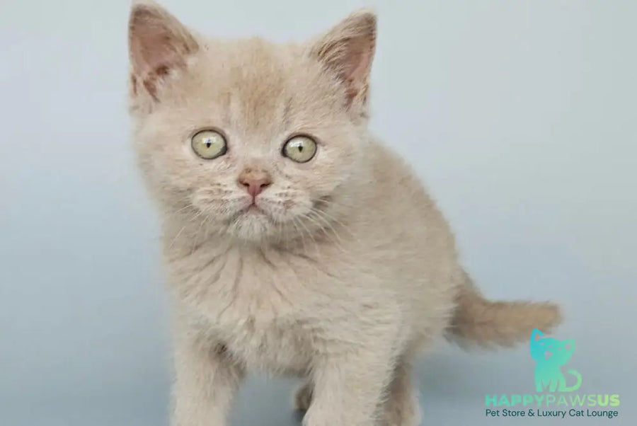 Ami British Shorthair female fawn - live animals