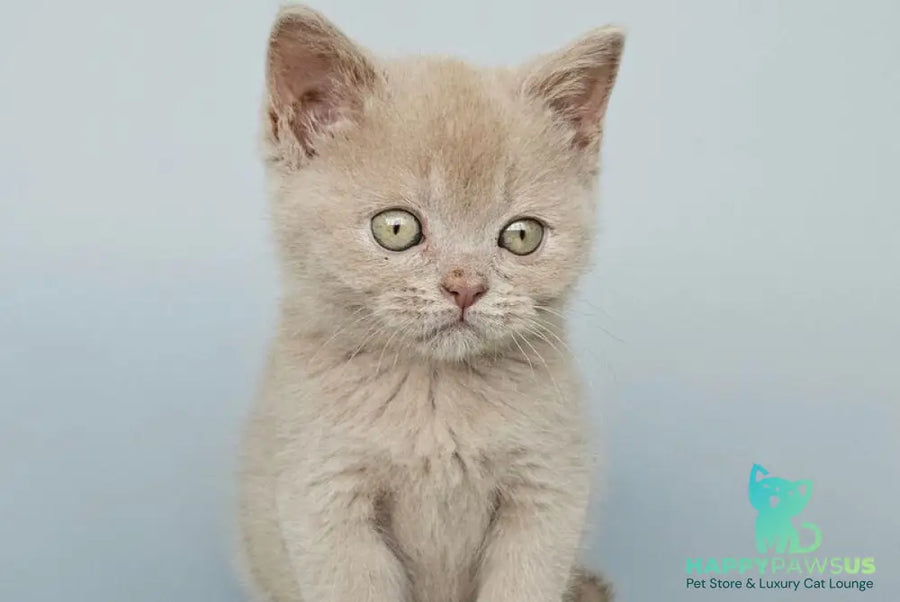 Ami British Shorthair female fawn - live animals