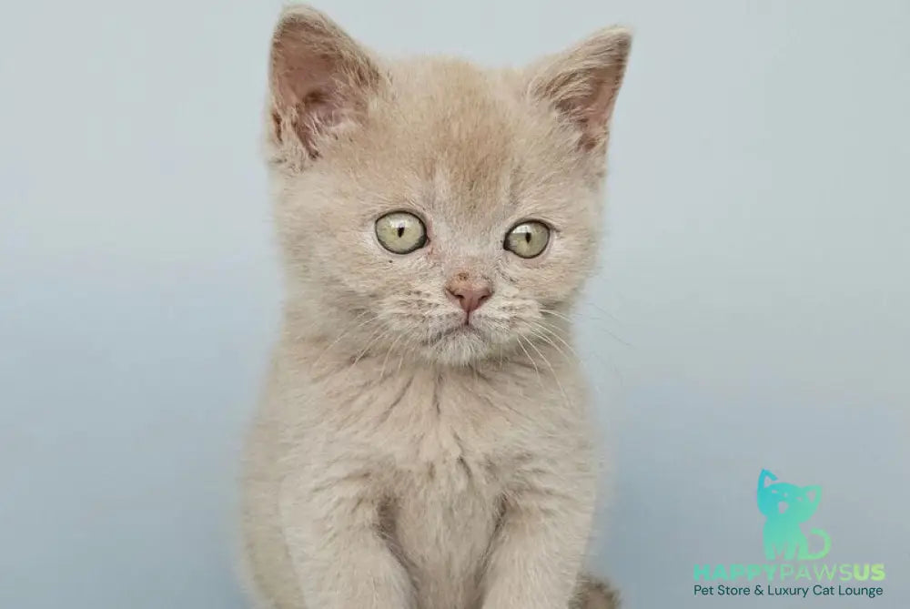 Ami British Shorthair female fawn - live animals