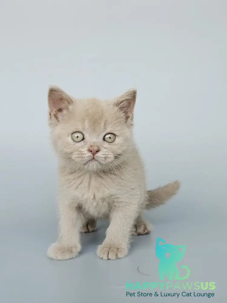Ami British Shorthair female fawn - live animals
