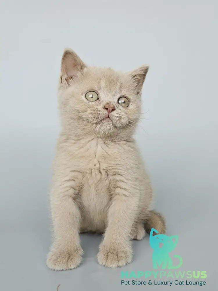 Ami British Shorthair female fawn - live animals