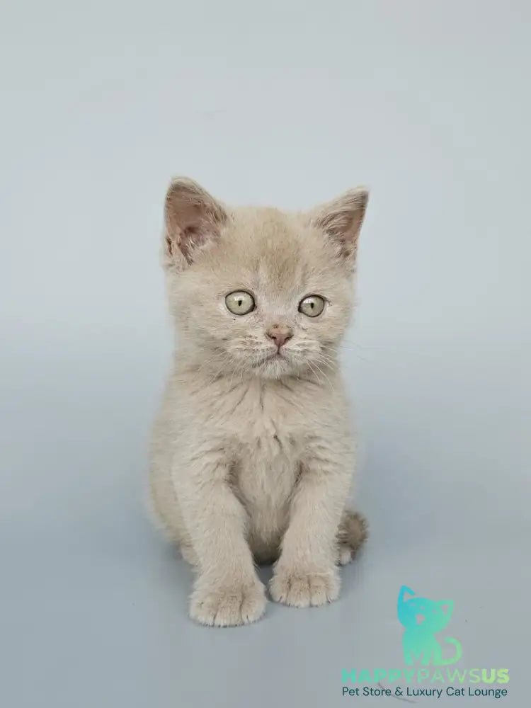 Ami British Shorthair female fawn - live animals