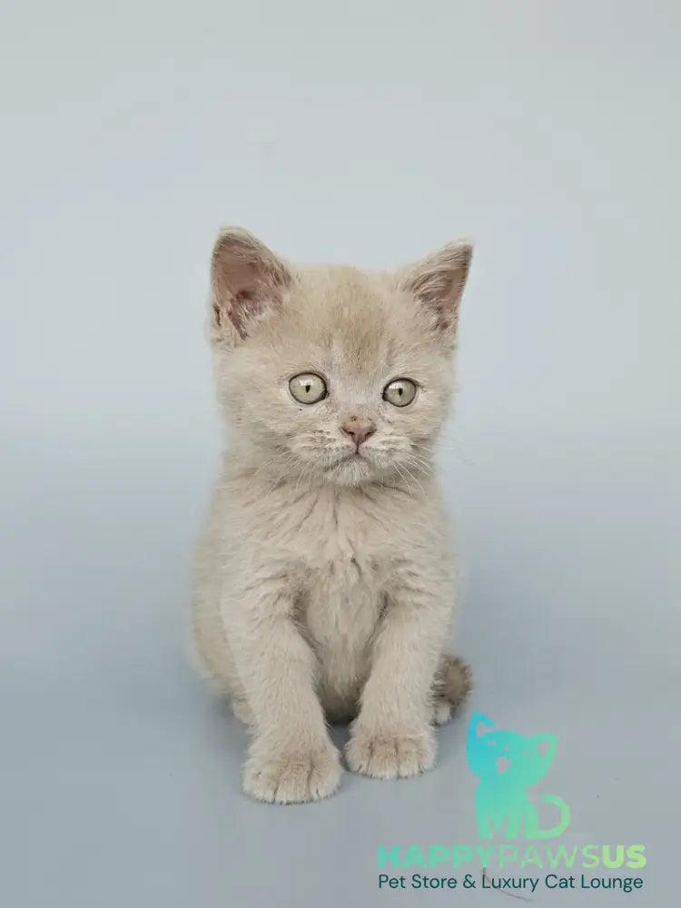 Ami British Shorthair female fawn - live animals