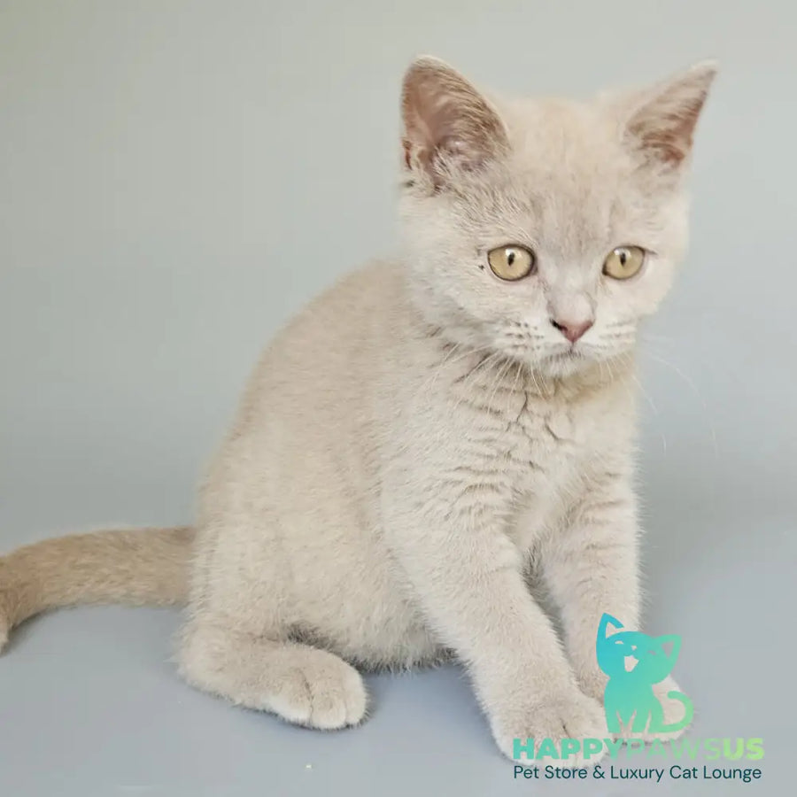 Ami British Shorthair female fawn - live animals