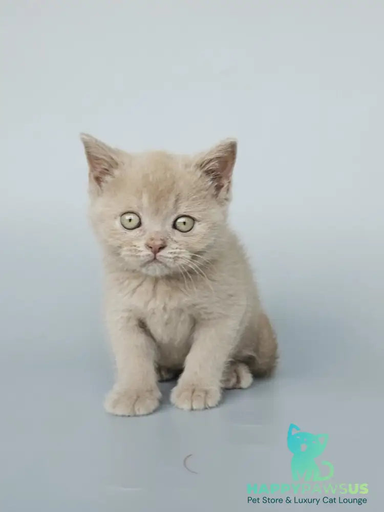 Ami British Shorthair female fawn - live animals
