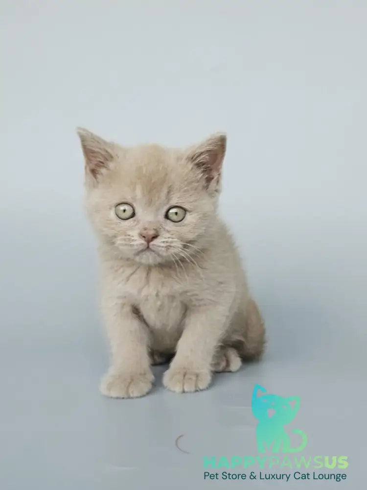Ami British Shorthair female fawn - live animals