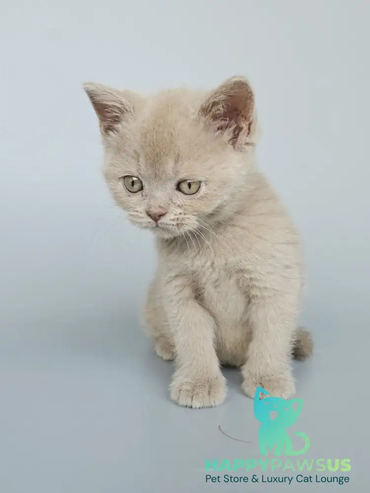 Ami British Shorthair female fawn - live animals