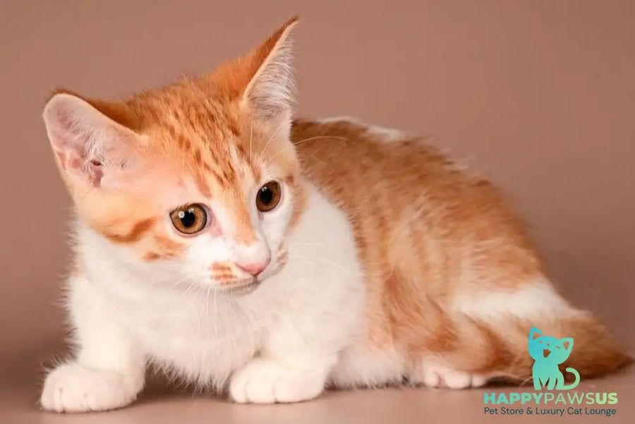 Amic Munchkin male red tabby bicolour - live animals