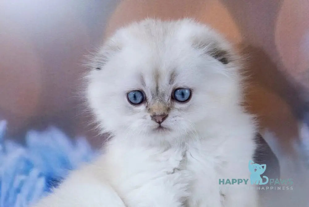 Amigo Scottish Fold male black silver tabby pointed live animals