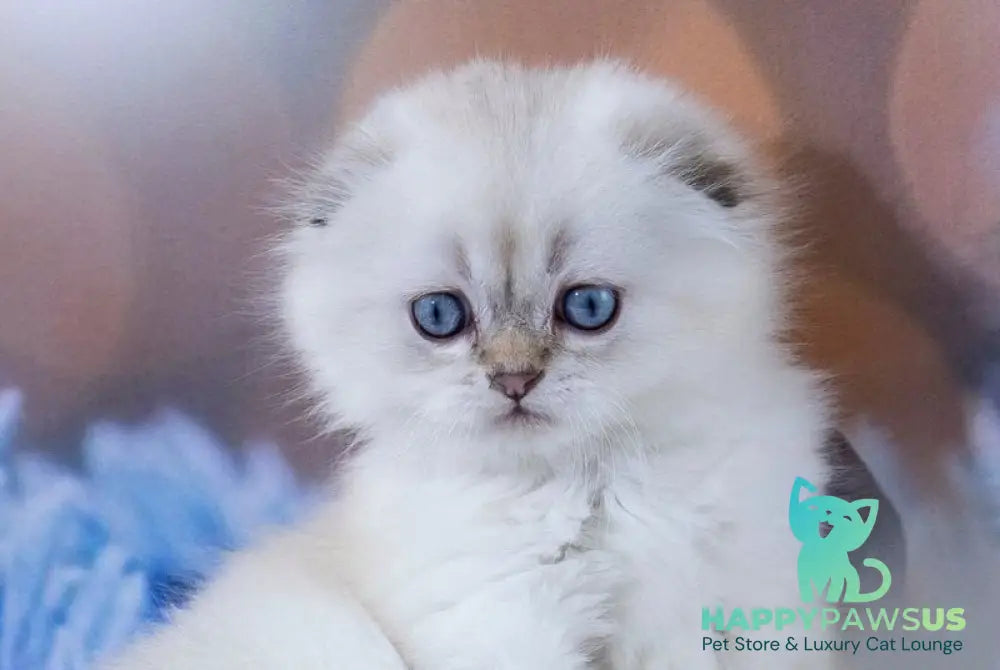 Amigo Scottish Fold male black silver tabby pointed live animals