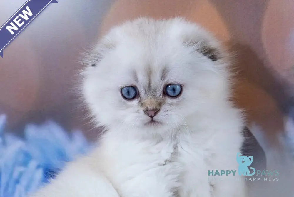 Amigo Scottish Fold male black silver tabby pointed live animals