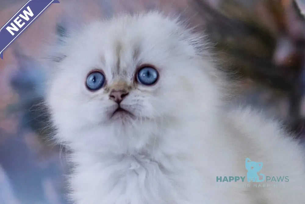 Amigo Scottish Fold male black silver tabby pointed live animals