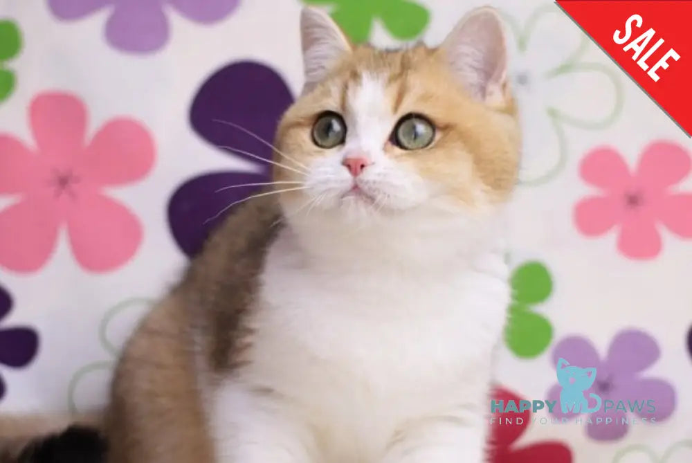 Amina British Shorthair female black golden shaded bicolour live animals