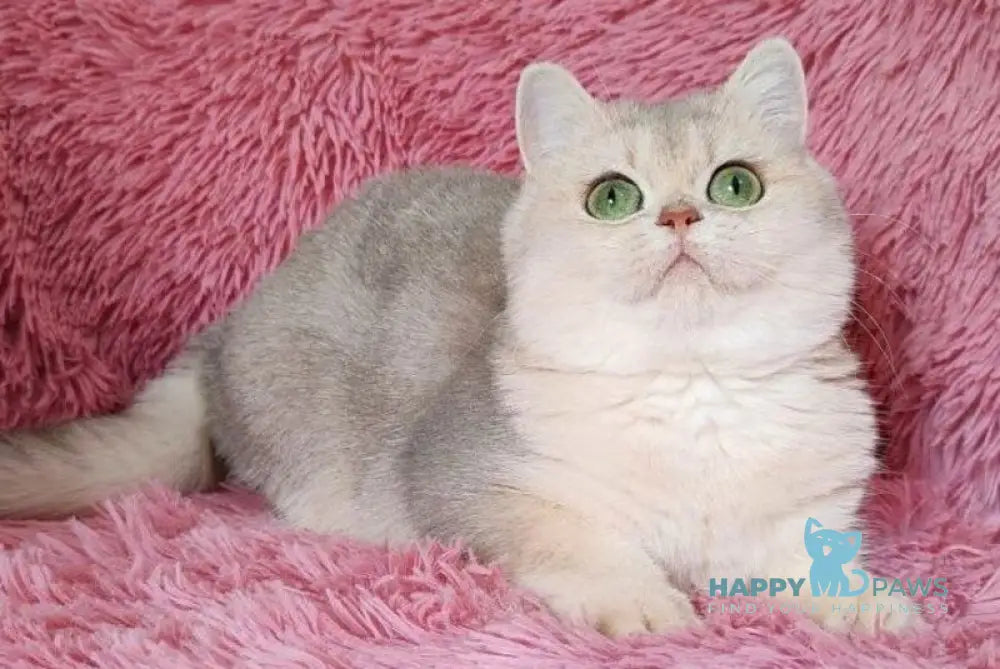 Amina British Shorthair female blue golden chinchilla live animals