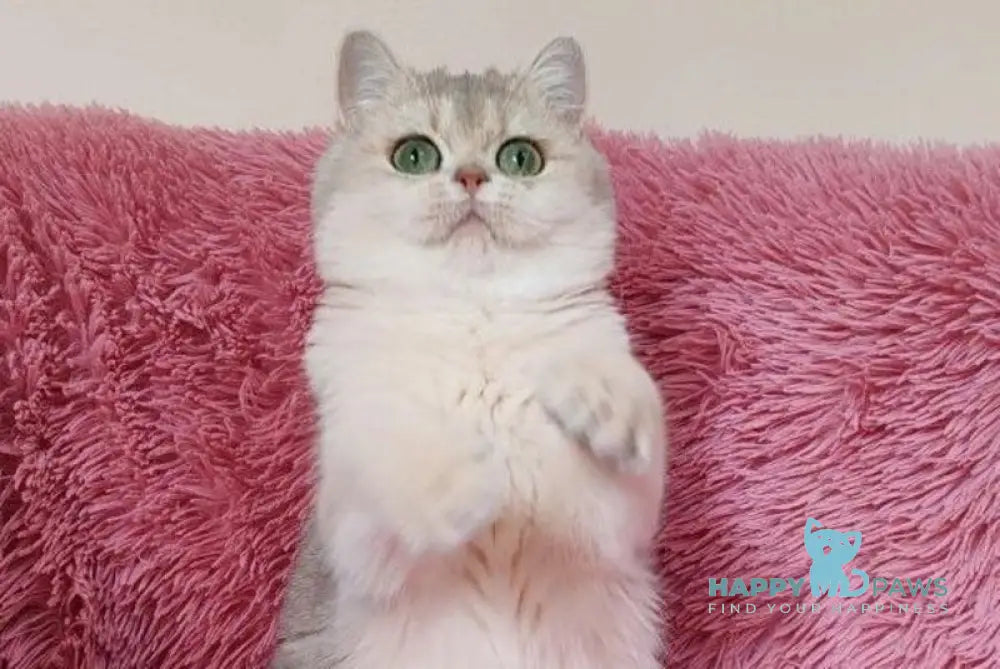 Amina British Shorthair female blue golden chinchilla live animals