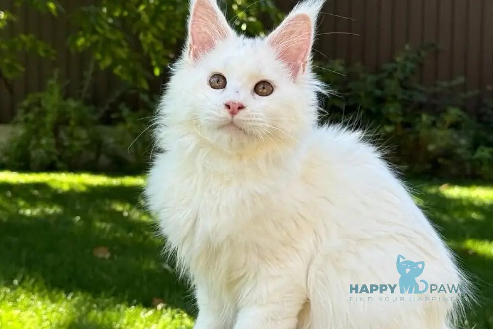 Amina Maine Coon polydactyl female white live animals