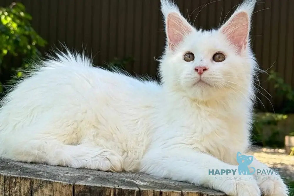 Amina Maine Coon polydactyl female white live animals