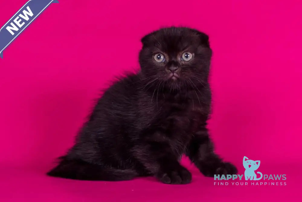 Amina Scottish Fold female black live animals