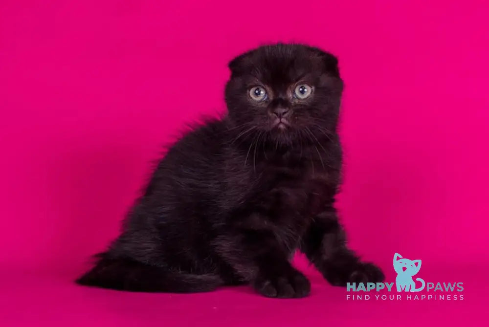 Amina Scottish Fold female black live animals