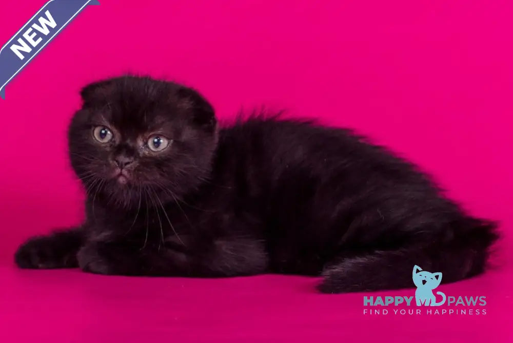 Amina Scottish Fold female black live animals