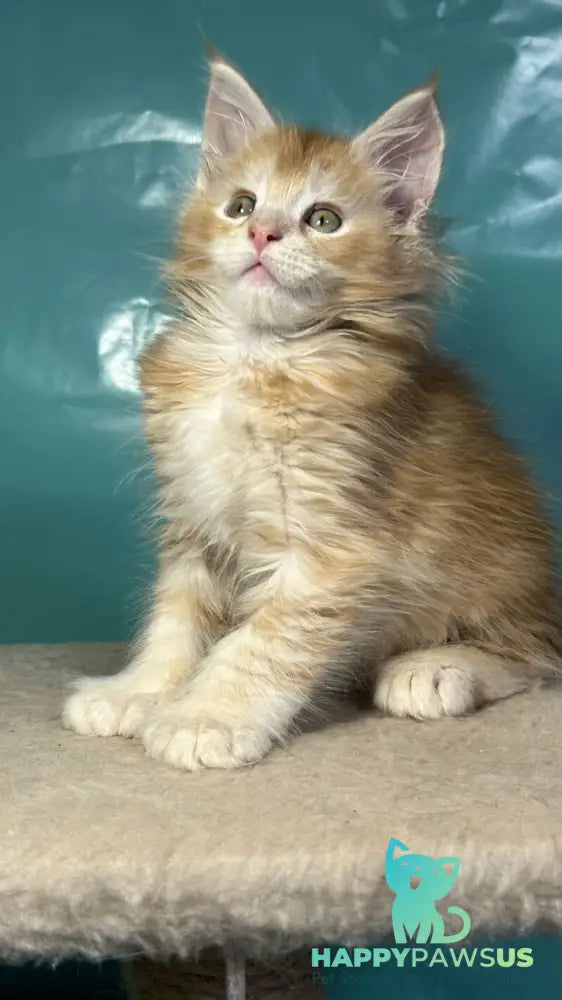 Amir Maine Coon polydactyl male red tabby with white - live animals