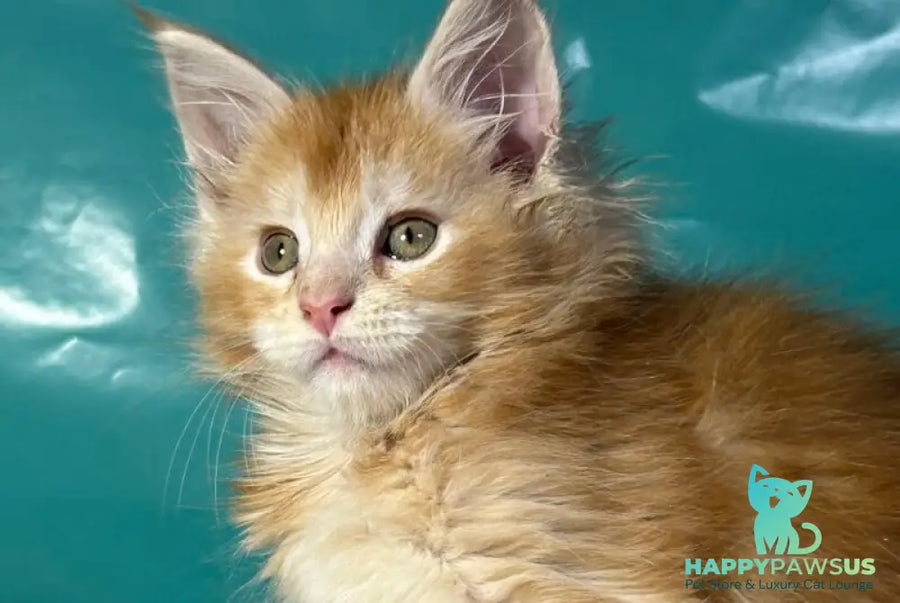 Amir Maine Coon polydactyl male red tabby with white - live animals