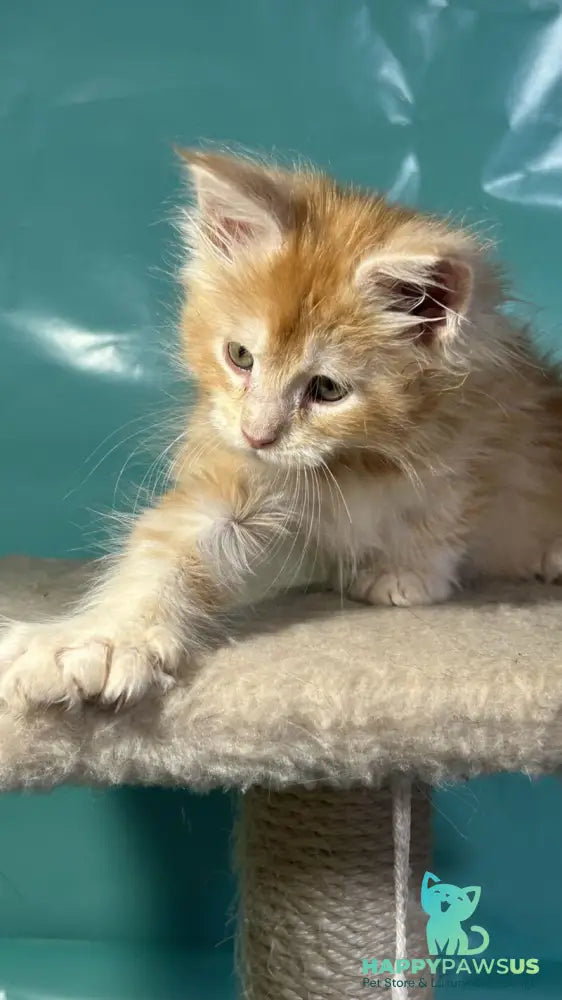Amir Maine Coon polydactyl male red tabby with white - live animals