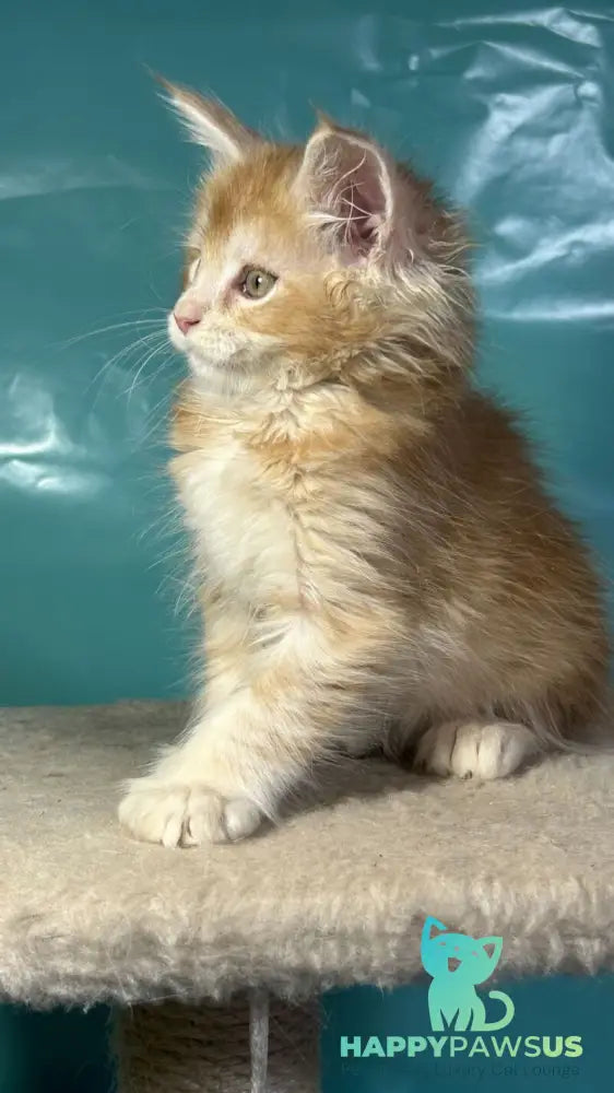 Amir Maine Coon polydactyl male red tabby with white - live animals