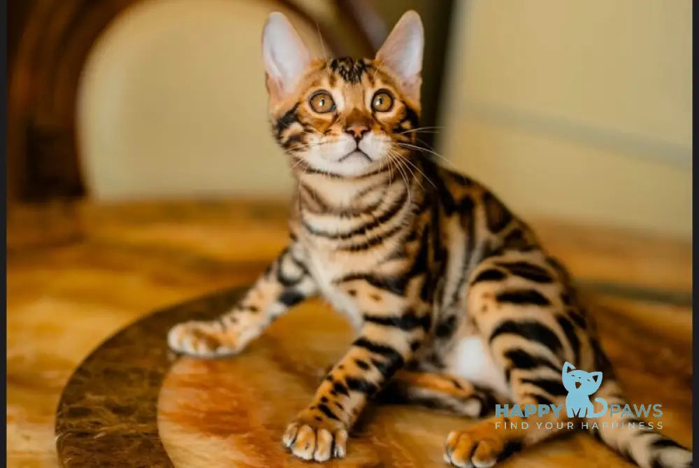 Amira Bengal female black spotted tabby live animals