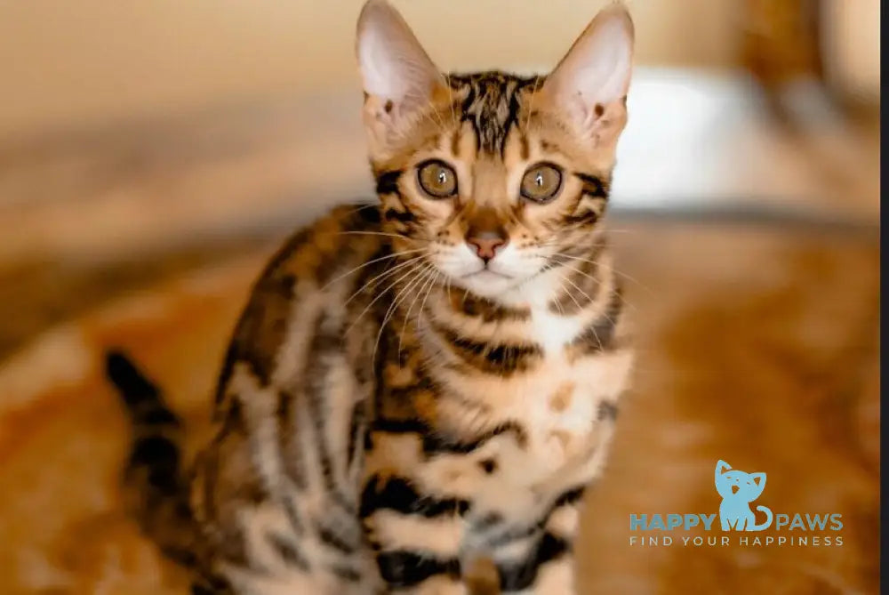 Amira Bengal female black spotted tabby live animals