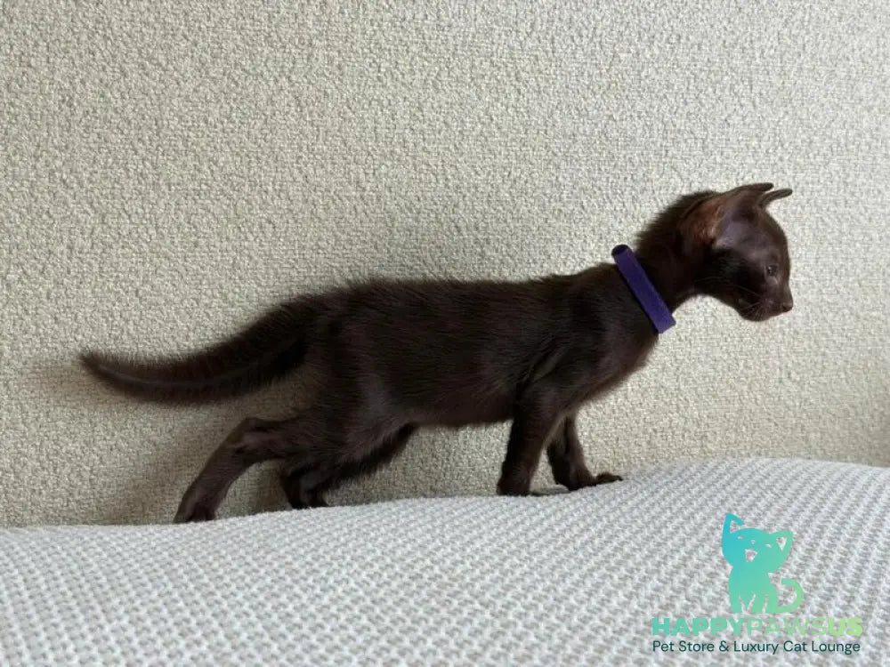 Amira Oriental Shorthair female chocolate - live animals