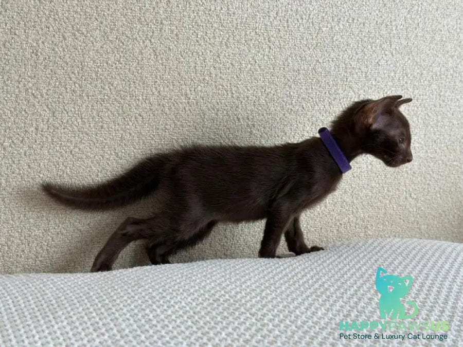 Amira Oriental Shorthair female chocolate - live animals