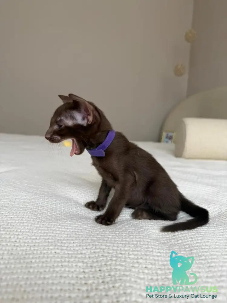 Amira Oriental Shorthair female chocolate - live animals