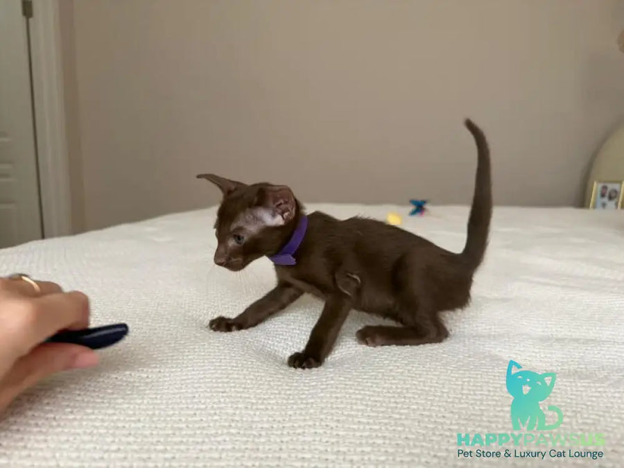 Amira Oriental Shorthair female chocolate - live animals